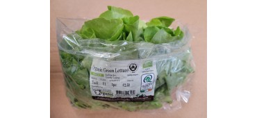 Lettuce, Green (PC)