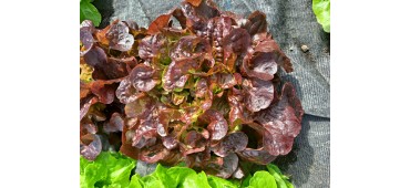 Lettuce, Red (pc)