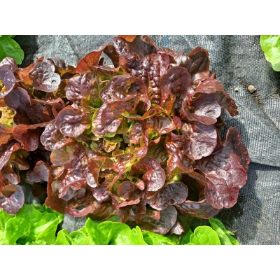 Lettuce, Red (pc)