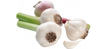 Fresh Green Garlic (kg)
