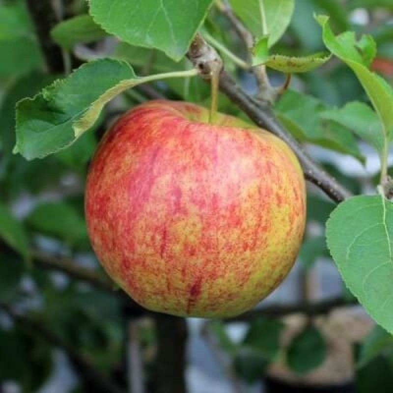 5kg Apples - ''jONAGORED  (Ireland)