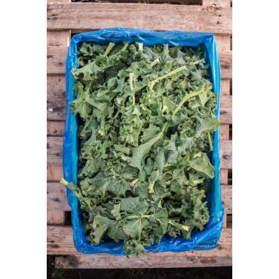KALE, HERITAGE (3kg)