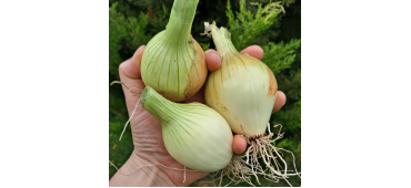 Onion Plants (600 plants)Hylander