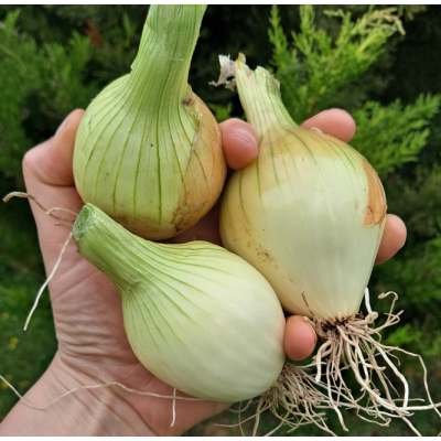 Onion Plants (600 plants)Hylander