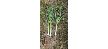 Green Garlic 200g (Ireland)