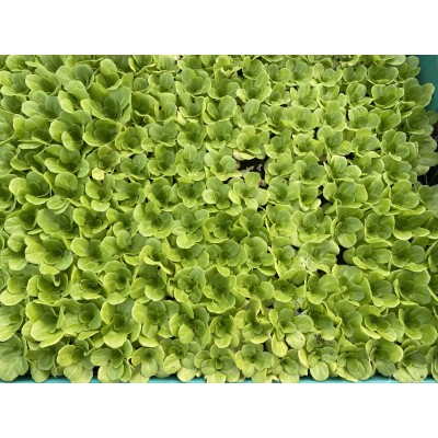 Green Lettuce Plant Trays