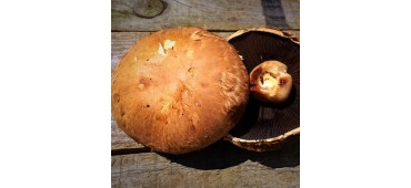 Mushroom Portobello (250g) Ireland 