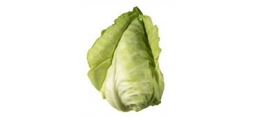 Cabbage, Pointed 10pc