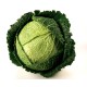 Cabbage, Green savoy x 10pc