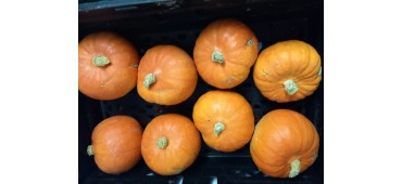 Pumpkin Orange 1pc (SMALL) IN CONVERSION