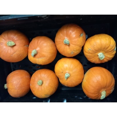 Pumpkin Orange 1pc (SMALL) IN CONVERSION