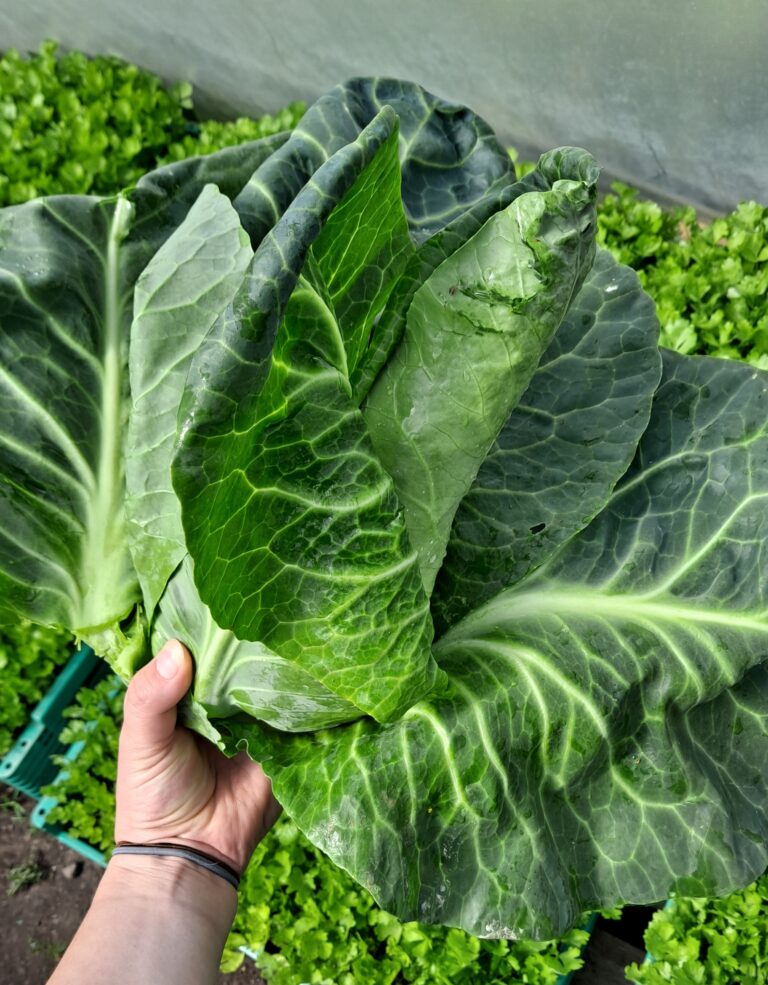 New Season Irish Organic Vegetables Beechlawn Organic Farm