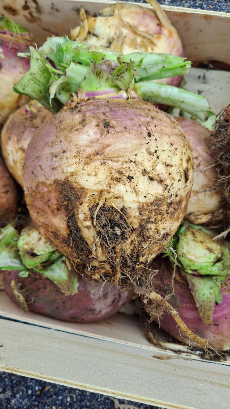 New Season Irish Organic Vegetables Beechlawn Organic Farm