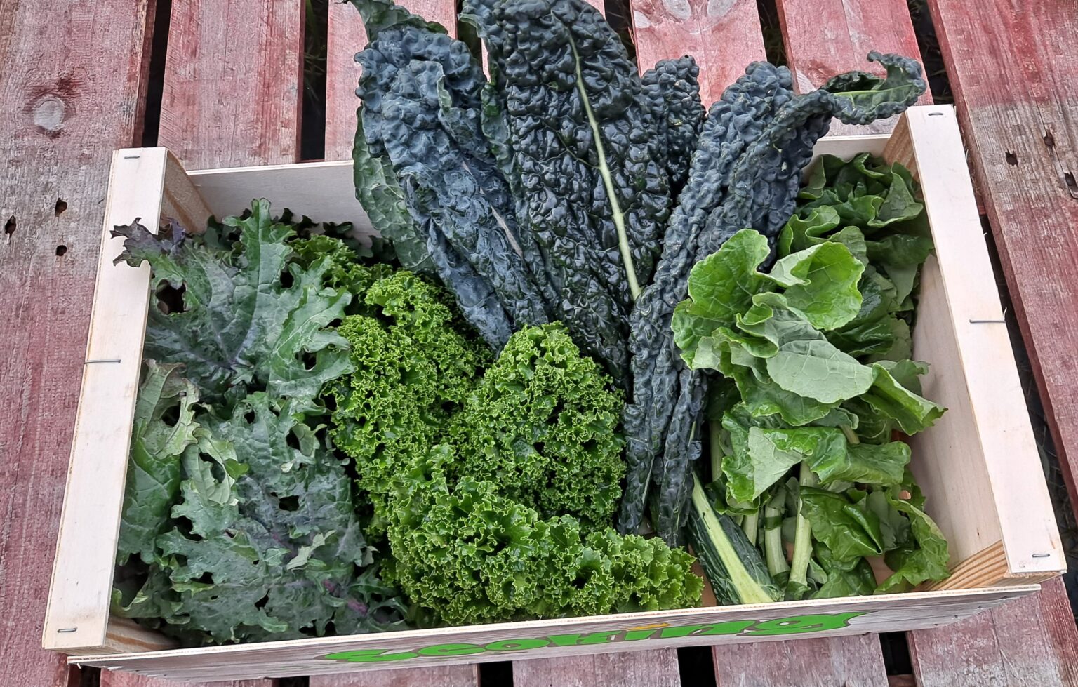 Benefits of adding Organic Kale to your diet! Beechlawn Organic Farm